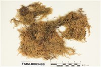 藏品(灰苔科)的圖片